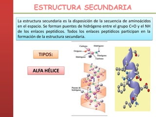 La estructura secundaria es la disposición de la secuencia de aminoácidos
en el espacio. Se forman puentes de hidrógeno entre el grupo C=O y el NH
de los enlaces peptídicos. Todos los enlaces peptídicos participan en la
formación de la estructura secundaria.
TIPOS:
ALFA HÉLICE
ESTRUCTURA SECUNDARIA
 