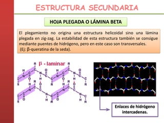 El plegamiento no origina una estructura helicoidal sino una lámina
plegada en zig-zag. La estabilidad de esta estructura también se consigue
mediante puentes de hidrógeno, pero en este caso son transversales.
(Ej: β-queratina de la seda).
HOJA PLEGADA O LÁMINA BETA
Enlaces de hidrógeno
intercadenas.
ESTRUCTURA SECUNDARIA
 