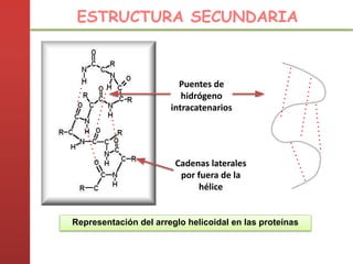 Puentes de
hidrógeno
intracatenarios
Cadenas laterales
por fuera de la
hélice
Representación del arreglo helicoidal en las proteínas
ESTRUCTURA SECUNDARIA
 