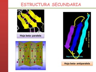 Hoja beta- paralela
Hoja beta- antiparalela
ESTRUCTURA SECUNDARIA
 