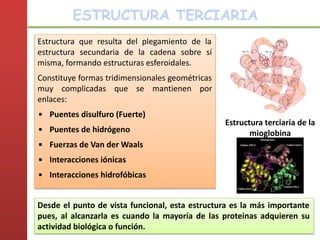 Estructura que resulta del plegamiento de la
estructura secundaria de la cadena sobre sí
misma, formando estructuras esferoidales.
Constituye formas tridimensionales geométricas
muy complicadas que se mantienen por
enlaces:
▪ Puentes disulfuro (Fuerte)
▪ Puentes de hidrógeno
▪ Fuerzas de Van der Waals
▪ Interacciones iónicas
▪ Interacciones hidrofóbicas
Desde el punto de vista funcional, esta estructura es la más importante
pues, al alcanzarla es cuando la mayoría de las proteinas adquieren su
actividad biológica o función.
Estructura terciaria de la
mioglobina
ESTRUCTURA TERCIARIA
 