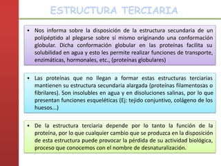 ▪ Nos informa sobre la disposición de la estructura secundaria de un
polipéptido al plegarse sobre sí mismo originando una conformación
globular. Dicha conformación globular en las proteínas facilita su
solubilidad en agua y esto les permite realizar funciones de transporte,
enzimáticas, hormonales, etc., (proteínas globulares)
ESTRUCTURA TERCIARIA
▪ De la estructura terciaria depende por lo tanto la función de la
proteína, por lo que cualquier cambio que se produzca en la disposición
de esta estructura puede provocar la pérdida de su actividad biológica,
proceso que conocemos con el nombre de desnaturalización.
▪ Las proteínas que no llegan a formar estas estructuras terciarias
mantienen su estructura secundaria alargada (proteínas filamentosas o
fibrilares). Son insolubles en agua y en disoluciones salinas, por lo que
presentan funciones esqueléticas (Ej: tejido conjuntivo, colágeno de los
huesos...)
 