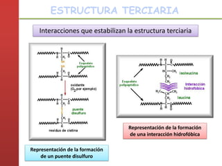 Interacciones que estabilizan la estructura terciaria
Representación de la formación
de un puente disulfuro
Representación de la formación
de una interacción hidrofóbica
ESTRUCTURA TERCIARIA
 
