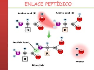 ENLACE PEPTÍDICO
 