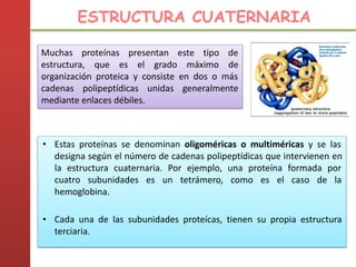 • Estas proteínas se denominan oligoméricas o multiméricas y se las
designa según el número de cadenas polipeptídicas que intervienen en
la estructura cuaternaria. Por ejemplo, una proteína formada por
cuatro subunidades es un tetrámero, como es el caso de la
hemoglobina.
• Cada una de las subunidades proteícas, tienen su propia estructura
terciaria.
ESTRUCTURA CUATERNARIA
Muchas proteínas presentan este tipo de
estructura, que es el grado máximo de
organización proteica y consiste en dos o más
cadenas polipeptídicas unidas generalmente
mediante enlaces débiles.
 