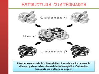 Estructura cuaternaria de la hemoglobina. Formada por dos cadenas de
alfa-hemoglobina y dos cadenas de beta-hemoglobina. Cada cadena
transporta una molécula de oxígeno
ESTRUCTURA CUATERNARIA
 