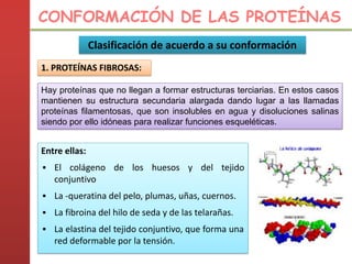 Clasificación de acuerdo a su conformación
1. PROTEÍNAS FIBROSAS:
Hay proteínas que no llegan a formar estructuras terciarias. En estos casos
mantienen su estructura secundaria alargada dando lugar a las llamadas
proteínas filamentosas, que son insolubles en agua y disoluciones salinas
siendo por ello idóneas para realizar funciones esqueléticas.
Entre ellas:
▪ El colágeno de los huesos y del tejido
conjuntivo
▪ La -queratina del pelo, plumas, uñas, cuernos.
▪ La fibroina del hilo de seda y de las telarañas.
▪ La elastina del tejido conjuntivo, que forma una
red deformable por la tensión.
CONFORMACIÓN DE LAS PROTEÍNAS
 