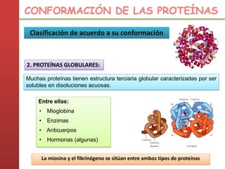 2. PROTEÍNAS GLOBULARES:
Muchas proteínas tienen estructura terciaria globular caracterizadas por ser
solubles en disoluciones acuosas.
Entre ellas:
• Mioglobina
• Enzimas
• Anticuerpos
• Hormonas (algunas)
La miosina y el fibrinógeno se sitúan entre ambos tipos de proteínas
CONFORMACIÓN DE LAS PROTEÍNAS
Clasificación de acuerdo a su conformación
 