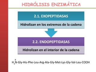 H3
N-Gly-His-Phe-Leu-Arg-Ala-Gly-Met-Lys-Gly-Val-Leu-COOH
+
HIDRÓLISIS ENZIMÁTICA
2.2. ENDOPEPTIDASAS
Hidrolizan en el interior de la cadena
2.1. EXOPEPTIDASAS
Hidrolizan en los extremos de la cadena
 