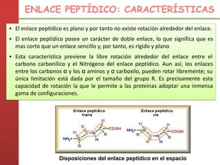 Disposiciones del enlace peptídico en el espacio
ENLACE PEPTÍDICO: CARACTERÍSTICAS
▪ El enlace peptídico es plano y por tanto no existe rotación alrededor del enlace.
▪ El enlace peptídico posee un carácter de doble enlace, lo que significa que es
mas corto que un enlace sencillo y, por tanto, es rígido y plano
▪ Esta característica previene la libre rotación alrededor del enlace entre el
carbono carbonílico y el Nitrógeno del enlace peptídico. Aun así, los enlaces
entre los carbonos α y los α aminos y α carboxilo, pueden rotar libremente; su
única limitación está dada por el tamaño del grupo R. Es precisamente esta
capacidad de rotación la que le permite a las proteínas adoptar una inmensa
gama de configuraciones.
 