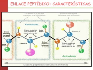 ENLACE PEPTÍDICO: CARACTERÍSTICAS
 