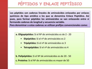 a. Oligopéptidos: Si el Nº de aminoácidos es de 2 - 20
▪ Dipéptidos: Si el nº de aminoácidos es 2
▪ Tripéptidos: Si el nº de aminoácidos es 3
▪ Tetrapéptidos: Si el nº de aminoácidos es 4
b. Polipéptidos: Si el Nº de aminoácidos es de 20 - 50
c. Proteína: Si el Nº de aminoácidos es mayor de 50
PÉPTIDOS Y ENLACE PEPTÍDICO
Los péptidos son cadenas lineales de aminoácidos enlazados por enlaces
químicos de tipo amídico a los que se denomina Enlace Peptídico. Así
pues, para formar péptidos los aminoácidos se van enlazando entre sí
formando cadenas de longitud y secuencia variable.
Para denominar a estas cadenas se utilizan prefijos convencionales como:
 