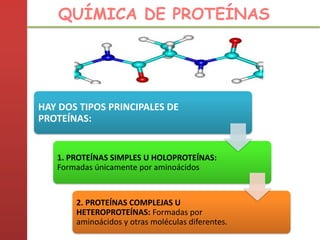 QUÍMICA DE PROTEÍNAS
HAY DOS TIPOS PRINCIPALES DE
PROTEÍNAS:
1. PROTEÍNAS SIMPLES U HOLOPROTEÍNAS:
Formadas únicamente por aminoácidos
2. PROTEÍNAS COMPLEJAS U
HETEROPROTEÍNAS: Formadas por
aminoácidos y otras moléculas diferentes.
 