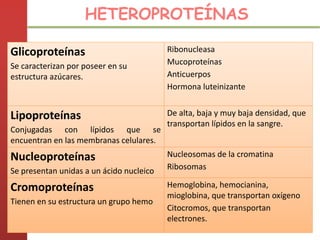 HETEROPROTEÍNAS
Glicoproteínas
Se caracterizan por poseer en su
estructura azúcares.
Ribonucleasa
Mucoproteínas
Anticuerpos
Hormona luteinizante
Lipoproteínas
Conjugadas con lípidos que se
encuentran en las membranas celulares.
De alta, baja y muy baja densidad, que
transportan lípidos en la sangre.
Nucleoproteínas
Se presentan unidas a un ácido nucleico
Nucleosomas de la cromatina
Ribosomas
Cromoproteínas
Tienen en su estructura un grupo hemo
Hemoglobina, hemocianina,
mioglobina, que transportan oxígeno
Citocromos, que transportan
electrones.
 