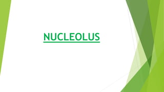 NUCLEOLUS
 