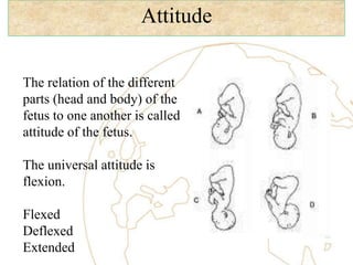 Attitude
The relation of the different
parts (head and body) of the
fetus to one another is called
attitude of the fetus.
The universal attitude is
flexion.
Flexed
Deflexed
Extended
 