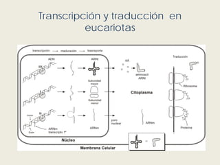 Transcripción y traducción en
eucariotas
 