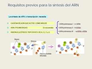 Requisitos previos para la síntesis del ARN
 