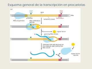 Esquema general de la transcripción en procariotas
 
