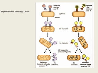 Experimento de Hershey y Chase
 