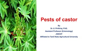 Pests of castor
By
Dr. U. Pirithiraj, P.hD.
Assistant Professor (Entomology)
JSACAT
Affiliated to Tamil Nadu Agricultural University
 