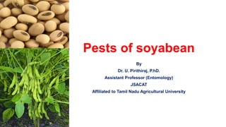 Pests of soyabean
By
Dr. U. Pirithiraj, P.hD.
Assistant Professor (Entomology)
JSACAT
Affiliated to Tamil Nadu Agricultural University
 