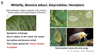 Yellow Bodied Insect Pests of soyabean_Binomics_IdentificationDr.UPR.pdf