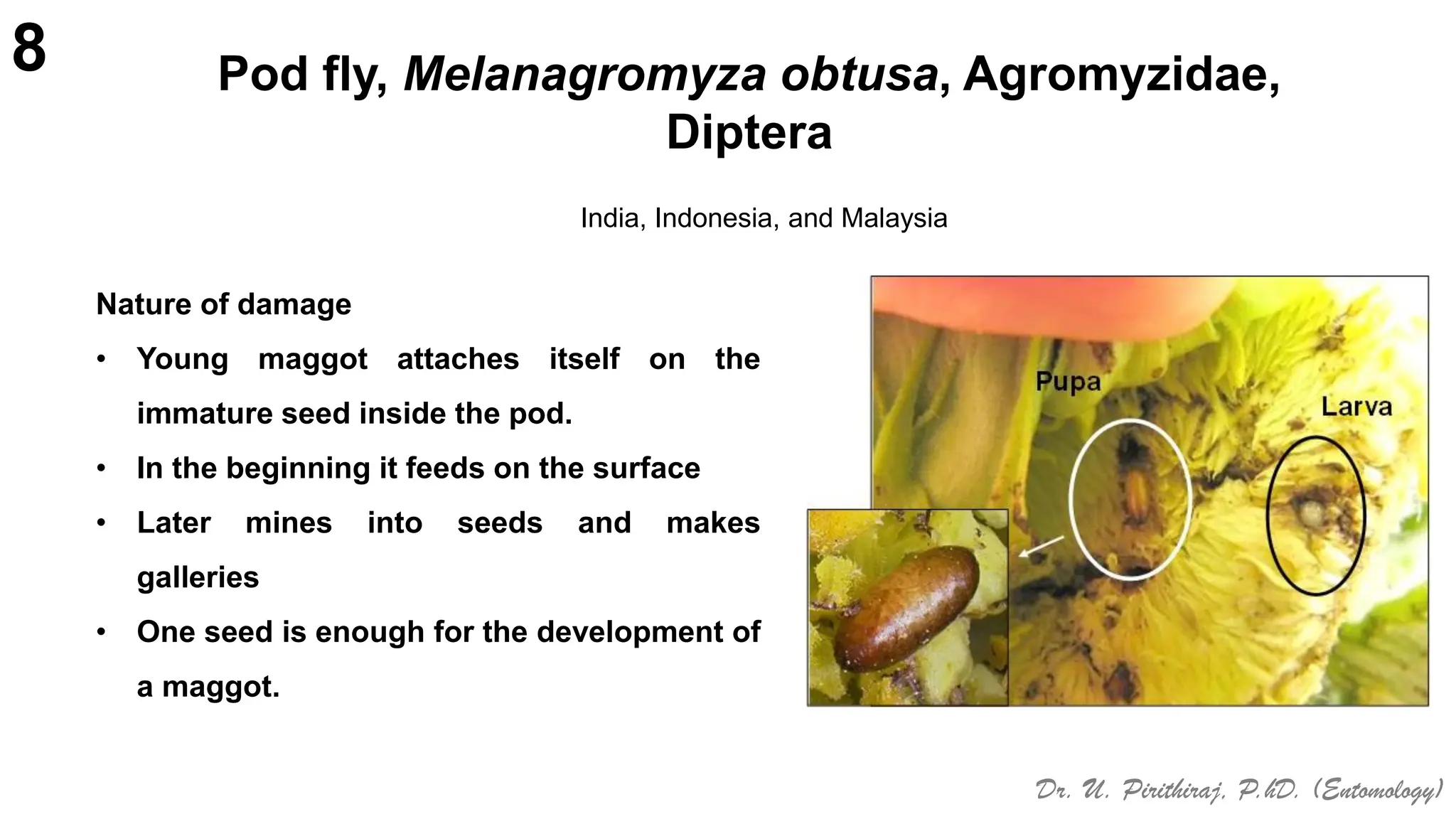Pests of safflower_Binomics_Identification_Dr.UPR.pdf