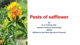 Pests of safflower
By
Dr. U. Pirithiraj, P.hD.
Assistant Professor (Entomology)
JSACAT
Affiliated to Tamil Nadu Agricultural University
 