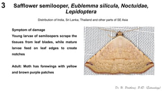 Semilooper Pests of safflower_Binomics_Identification_Dr.UPR.pdf