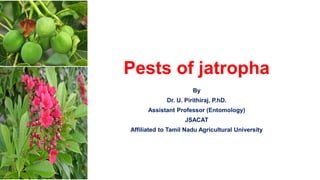 Pests of jatropha
By
Dr. U. Pirithiraj, P.hD.
Assistant Professor (Entomology)
JSACAT
Affiliated to Tamil Nadu Agricultural University
 