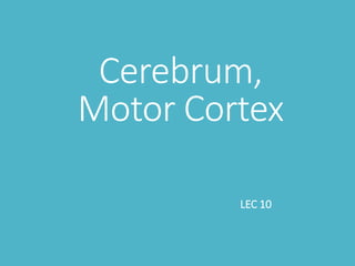 Cerebrum,
Motor Cortex
LEC 10
 