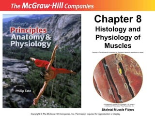 Copyright © The McGraw-Hill Companies, Inc. Permission required for reproduction or display.
Chapter 8
Histology and
Physiology of
Muscles
Skeletal Muscle Fibers
 