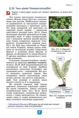 Тема 5
97
§ 25. Чим цікаві Папоротеподібні
Українці з давніх-давен шукали цвіт папороті. Дізнайтеся, чи можна його
знайти.
ßêі îçíàêè ïðèòàìàííі ïàïîðîòåïî-
äіáíèì. Âіäîìî ïîíàä 10,5 òèñ. ñó÷àñíèõ
âèäіâ öèõ ðîñëèí. Íàéáіëüøîãî âèäîâî-
ãî ðіçíîìàíіòòÿ òà ÷èñåëüíîñòі ïàïîðî-
òåïîäіáíі äîñÿãàþòü ó òðîïі÷íèõ ëіñàõ.
Óñі âèäè ïàïîðîòåé, ÿêі çðîñòàþòü íà
òåðèòîðії íàøîї êðàїíè, – âèíÿòêîâî
òðàâ’ÿíèñòі ðîñëèíè (ìàë. 25.1). Ñåðåä
ìåøêàíöіâ òðîïіêіâ òðàïëÿþòüñÿ é äåðå-
âîïîäіáíі âèäè. Є ñåðåä ïàïîðîòåïîäіá-
íèõ і ìåøêàíöі ïðіñíèõ âîäîéì (ðі÷îê,
îçåð òîùî), íàïðèêëàä ìàðñèëіÿ ÷îòè-
ðèëèñòà (÷îòèðèëèñòêà âîäÿíà) (ìàë.
25.1, À). Öåé âèä, çàíåñåíèé äî ×åðâî-
íîї êíèãè Óêðàїíè, ìîæíà çðіäêà ïîáà-
÷èòè íà ìіëêîâîääі âîäîéì і çàìóëåíèõ
áåðåãàõ ó ïîíèççÿõ ðі÷îê Äíіñòðà òà
Äóíàþ, íà Çàêàðïàòòі òà çàõîäі Ïîëіññÿ.
Ó ïðіñíèõ âîäîéìàõ òðàïëÿєòüñÿ і ñàëü-
âіíіÿ ïëàâàþ÷à.
Ç áóäîâîþ ïàïîðîòåïîäіáíèõ îçíàéî-
ìèìîñÿ íà ïðèêëàäі ùèòíèêà ÷îëîâі÷î-
ãî (ìàë. 25.2). Öåé òіíüîâèòðèâàëèé âèä
ïîøèðåíèé ïî âñіé Óêðàїíі. Îñîáèíà
íåñòàòåâîãî ïîêîëіííÿ (ñïîðîôіò) ìàє
ïіäçåìíèé ïàãіí – êîðåíåâèùå. Âіä íüî-
ãî âіäõîäÿòü äîäàòêîâі êîðåíі. Íàä
ïîâåðõíåþ ґðóíòó ðîçòàøîâàíі ëèøå
âåëèêі ëèñòêè, ùî ðîñòóòü âåðõіâêîþ, –
âàéї. Їõíі ðîçìіðè â äåÿêèõ âèäіâ
ìîæóòü ñÿãàòè äî 3 ì çàâäîâæêè.
Íà íèæíіé ïîâåðõíі âàéї ìîæíà
ïîáà÷èòè íåâåëè÷êі êîðè÷íåâі ãîðáêè.
Öå ãðóïè ñïîðàíãіїâ, óêðèòі ñïіëüíèì
ïîêðèâàëüöåì (äèâ. ìàë. 22.1). Êîëè
ñïîðè äîçðіâàþòü, ïîêðèâàëüöÿ ðóéíó-
þòüñÿ і ñïîðè âèñèïàþòüñÿ. Çà ñïðèÿò-
ëèâèõ óìîâ çі ñïîðè ðîçâèâàєòüñÿ îñî-
áèíà ñòàòåâîãî ïîêîëіííÿ (çàðîñòîê).
Дізнайтеся більше за QR-кодом про життєвий цикл папороті
щитника чоловічого. https://cutt.ly/8wIozBCr
Мал. 25.1. А. Марсилія
чотирилиста. Б. Щитник
чоловічий
А
Б
Кореневище
Вайї
Вайї
Д д
Додаткові
корені
Мал. 25.2. Будова щитника
чоловічого
 