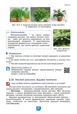 Тема 5
99
Мал. 25.4. А. Адіантум венерин волос (венерині кучері звичайні)
Б. Нефролепіс. В. Платицеріум
Узагальнення
Ïàïîðîòåïîäіáíі – öå ãðóïà âèùèõ
ñïîðîâèõ ðîñëèí, ùî ìàþòü âåëèêі ëèñò-
êè – âàéї, ÿêі ðîñòóòü âåðõіâêîþ, íà íèõ
ðîçòàøîâàíі ñïîðàíãії. Ó òðàâ’ÿíèñòèõ
ïàïîðîòåé ôîðìóєòüñÿ ïіäçåìíèé ïàãіí –
êîðåíåâèùå, âіä ÿêîãî ðîñòóòü äîäàòêîâі
êîðåíі.
Поміркуйте
1. Яке покоління (статеве чи нестатеве) папороті вирощують як декоративні
рослини?
2. Які умови потрібні для того, щоб відбулося запліднення у щитника чоло-
вічого?
3. Чим вайї папоротей відрізняються від листків інших вищих рослин?
Ïðàêòè÷íà ðîáîòà 2
Ïîðіâíÿííÿ áóäîâè ðіçíèõ ïðåäñòàâíèêіâ âèùèõ
ñïîðîâèõ ðîñëèí.
https://cutt.ly/ewIoxH3i
§ 26. Насінні рослини. Будова насінини
Чому на Землі чисельно переважають насінні рослини, а не спорові?
ßêі ðîñëèíè íàëåæàòü äî íàñіííèõ. Äî íàñіííèõ íàëåæàòü äâі
ãðóïè ðîñëèí: ãîëîíàñіííі і ïîêðèòîíàñіííі, àáî êâіòêîâі.
 Íàñіíèíà – ðåïðîäóêòèâíèé îðãàí ðîñëèí. Âіí âêëþ÷àє
çàðîäîê, ç ÿêîãî ðîçâèâàєòüñÿ íîâà ðîñëèíà, і çàïàñ ïîæèâíèõ
ðå÷îâèí, îòî÷åíі çàõèñíîþ íàñіííîþ øêіðêîþ (ìàë. 26.1).
Çàðîäîê ðîçâèâàєòüñÿ іç çàïëіäíåíîї ÿéöåêëіòèíè (çðіäêà –
íåçàïëіäíåíîї). Ó íüîãî ôîðìóþòüñÿ çàðîäêîâі îðãàíè: êîðі-
íåöü, ñòåáåëüöå òà ëèñòî÷êè. Ëèñòî÷êè çàðîäêà íàçèâàþòü
ñіì’ÿäîëÿìè.
Мал. 25.5. Диксонія
антарктична
А Б В
 