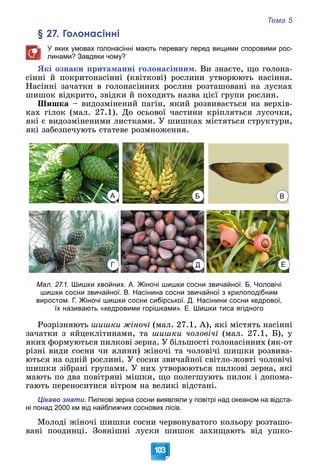 Тема 5
103
§ 27. Голонасінні
У яких умовах голонасінні мають перевагу перед вищими споровими рос-
линами? Завдяки чому?
ßêі îçíàêè ïðèòàìàííі ãîëîíàñіííèì. Âè çíàєòå, ùî ãîëîíà-
ñіííі é ïîêðèòîíàñіííі (êâіòêîâі) ðîñëèíè óòâîðþþòü íàñіííÿ.
Íàñіííі çà÷àòêè â ãîëîíàñіííèõ ðîñëèí ðîçòàøîâàíі íà ëóñêàõ
øèøîê âіäêðèòî, çâіäêè é ïîõîäèòü íàçâà öієї ãðóïè ðîñëèí.
Øèøêà – âèäîçìіíåíèé ïàãіí, ÿêèé ðîçâèâàєòüñÿ íà âåðõіâ-
êàõ ãіëîê (ìàë. 27.1). Äî îñüîâîї ÷àñòèíè êðіïëÿòüñÿ ëóñî÷êè,
ÿêі є âèäîçìіíåíèìè ëèñòêàìè. Ó øèøêàõ ìіñòÿòüñÿ ñòðóêòóðè,
ÿêі çàáåçïå÷óþòü ñòàòåâå ðîçìíîæåííÿ.
Мал. 27.1. Шишки хвойних. А. Жіночі шишки сосни звичайної. Б. Чоловічі
шишки сосни звичайної. В. Насінина сосни звичайної з крилоподібним
виростом. Г. Жіночі шишки сосни сибірської. Д. Насінини сосни кедрової,
їх називають «кедровими горішками». Е. Шишки тиса ягідного
Ðîçðіçíÿþòü øèøêè æіíî÷і (ìàë. 27.1, À), ÿêі ìіñòÿòü íàñіííі
çà÷àòêè ç ÿéöåêëіòèíàìè, òà øèøêè ÷îëîâі÷і (ìàë. 27.1, Á), ó
ÿêèõ ôîðìóþòüñÿ ïèëêîâі çåðíà. Ó áіëüøîñòі ãîëîíàñіííèõ (ÿê-îò
ðіçíі âèäè ñîñíè ÷è ÿëèíè) æіíî÷і òà ÷îëîâі÷і øèøêè ðîçâèâà-
þòüñÿ íà îäíіé ðîñëèíі. Ó ñîñíè çâè÷àéíîї ñâіòëî-æîâòі ÷îëîâі÷і
øèøêè çіáðàíі ãðóïàìè. Ó íèõ óòâîðþþòüñÿ ïèëêîâі çåðíà, ÿêі
ìàþòü ïî äâà ïîâіòðÿíі ìіøêè, ùî ïîëåãøóþòü ïèëîê і äîïîìà-
ãàþòü ïåðåíîñèòèñÿ âіòðîì íà âåëèêі âіäñòàíі.
Цікаво знати. Пилкові зерна сосни виявляли у повітрі над океаном на відста-
ні понад 2000 км від найближчих соснових лісів.
Ìîëîäі æіíî÷і øèøêè ñîñíè ÷åðâîíóâàòîãî êîëüîðó ðîçòàøî-
âàíі ïîîäèíöі. Çîâíіøíі ëóñêè øèøîê çàõèùàþòü âіä óøêî-
А Б В
Г Д Е
 