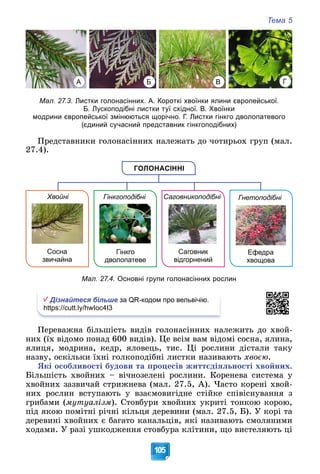 Тема 5
105
Мал. 27.3. Листки голонасінних. А. Короткі хвоїнки ялини європейської.
Б. Лускоподібні листки туї східної. В. Хвоїнки
модрини європейської змінюються щорічно. Г. Листки гінкго дволопатевого
(єдиний сучасний представник гінкгоподібних)
Ïðåäñòàâíèêè ãîëîíàñіííèõ íàëåæàòü äî ÷îòèðüîõ ãðóï (ìàë.
27.4).
ГОЛОНАСІННІ
Саговникоподібні
Гінкгоподібні
Хвойні Гнетоподібні
Саговник
відгорнений
Гінкго
дволопатеве
Сосна
звичайна
Ефедра
хвощова
Мал. 27.4. Основні групи голонасінних рослин
Дізнайтеся більше за QR-кодом про вельвічію.
https://cutt.ly/hwIoc4I3
Ïåðåâàæíà áіëüøіñòü âèäіâ ãîëîíàñіííèõ íàëåæèòü äî õâîé-
íèõ (їõ âіäîìî ïîíàä 600 âèäіâ). Öå âñіì âàì âіäîìі ñîñíà, ÿëèíà,
ÿëèöÿ, ìîäðèíà, êåäð, ÿëîâåöü, òèñ. Öі ðîñëèíè äіñòàëè òàêó
íàçâó, îñêіëüêè їõíі ãîëêîïîäіáíі ëèñòêè íàçèâàþòü õâîєþ.
ßêі îñîáëèâîñòі áóäîâè òà ïðîöåñіâ æèòòєäіÿëüíîñòі õâîéíèõ.
Áіëüøіñòü õâîéíèõ – âі÷íîçåëåíі ðîñëèíè. Êîðåíåâà ñèñòåìà ó
õâîéíèõ çàçâè÷àé ñòðèæíåâà (ìàë. 27.5, À). ×àñòî êîðåíі õâîé-
íèõ ðîñëèí âñòóïàþòü ó âçàєìîâèãіäíå ñòіéêå ñïіâіñíóâàííÿ ç
ãðèáàìè (ìóòóàëіçì). Ñòîâáóðè õâîéíèõ óêðèòі òîíêîþ êîðîþ,
ïіä ÿêîþ ïîìіòíі ðі÷íі êіëüöÿ äåðåâèíè (ìàë. 27.5, Á). Ó êîðі òà
äåðåâèíі õâîéíèõ є áàãàòî êàíàëüöіâ, ÿêі íàçèâàþòü ñìîëÿíèìè
õîäàìè. Ó ðàçі óøêîäæåííÿ ñòîâáóðà êëіòèíè, ùî âèñòåëÿþòü öі
А Б В Г
 