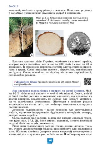 Розділ 2
106
êàíàëüöі, âèäіëÿþòü ãóñòó ðіäèíó – æèâèöþ. Âîíà çàòÿãóє ðàíêó
é çàïîáіãàє ïðîíèêíåííþ çáóäíèêіâ õâîðîá і øêіäíèêіâ.
А Б В
Áëèçüêî òðåòèíè ëіñіâ Óêðàїíè, îñîáëèâî íà ïіâíî÷і êðàїíè,
óòâîðþє ñîñíà çâè÷àéíà, ÿêà æèâå äî 400 ðîêіâ і ñÿãàє äî 40 ì
çàââèøêè. Її ñòðèæíåâà êîðåíåâà ñèñòåìà çäàòíà ãëèáîêî ïðîíè-
êàòè â ґðóíò. Ñîñíà çâè÷àéíà ïîñóõî-, âіòðîñòіéêà, íåâèáàãëèâà
äî ґðóíòó. Ñîñíà çâè÷àéíà, íà âіäìіíó âіä ÿëèíè єâðîïåéñüêîї,
ñâіòëîëþáíà ðîñëèíà.
Дізнайтеся більше про хвойні рослини за QR-кодом. https://
cutt.ly/iwKNemPc
ßêå çíà÷åííÿ ãîëîíàñіííèõ ó ïðèðîäі òà æèòòі ëþäèíè. Ìàé-
æå 95 % ëіñіâ íàøîї ïëàíåòè – õâîéíі àáî ìіøàíі. Ñîñíè, ÿëіâöі
òà іíøі õâîéíі ðîñëèíè ç êîðåíåâîþ ñèñòåìîþ, ùî ïðîíèêàє íà
çíà÷íі ãëèáèíè, âèñàäæóþòü íà ñõèëàõ äëÿ їõíüîãî óêðіïëåí-
íÿ òà çàïîáіãàííÿ ðîçìèâàííþ. Ëіñîñìóãè ç õâîéíèõ ðîñëèí
çàòðèìóþòü íà ïîëÿõ ñíіã, ùî ïîëіïøóє æèâëåííÿ êóëüòóðíèõ
ðîñëèí íàâåñíі.
Äåðåâèíà ãîëîíàñіííèõ – öіííà ñèðîâèíà äëÿ âèãîòîâëåííÿ
ìåáëіâ, ìóçè÷íèõ іíñòðóìåíòіâ, áóäіâåëüíèõ ìàòåðіàëіâ, ïàïåðó,
äåêîðàòèâíèõ âèðîáіâ.
Ñîñíà êåäðîâà ìàє íàñіííÿ, âіäîìå ïіä íàçâîþ «êåäðîâі ãîðіø-
êè» (äèâ. ìàë. 27.1, Ä). Âîíè ñìà÷íі, ïîæèâíі, ìіñòÿòü íåîáõіäíі
ëþäèíі âіòàìіíè òà ìіêðîåëåìåíòè.
Ðіçíі âèäè ãîëîíàñіííèõ ðîñëèí (ñîñíè, ÿëèíè, ÿëіâöþ, òèñó,
òóї, ãіíêãî äâîëîïàòåâèé) ëþäèíà âèêîðèñòîâóє äëÿ îçåëåíåííÿ
ìіñò. Æèâèöþ õâîéíèõ (çîêðåìà ñîñíè êåäðîâîї) çàñòîñîâóþòü ó
ìåäèöèíі äëÿ ëіêóâàííÿ ðàí, îïіêіâ òîùî. Ç íåї îòðèìóþòü êàì-
Мал. 27.5. А. Стрижнева коренева система сосни
звичайної. Б. Зріз через стовбур сосни звичайної.
В. Модрина польська на монеті НБУ
 
