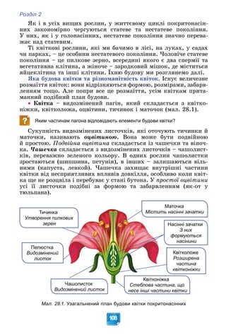 Розділ 2
108
ßê і â óñіõ âèùèõ ðîñëèí, ó æèòòєâîìó öèêëі ïîêðèòîíàñіí-
íèõ çàêîíîìіðíî ÷åðãóþòüñÿ ñòàòåâå òà íåñòàòåâå ïîêîëіííÿ.
Ó íèõ, ÿê і ó ãîëîíàñіííèõ, íåñòàòåâå ïîêîëіííÿ çíà÷íî ïåðåâà-
æàє íàä ñòàòåâèì.
Òі êâіòêîâі ðîñëèíè, ÿêі ìè áà÷èìî â ëіñі, íà ëóêàõ, ó ñàäàõ
÷è ïàðêàõ, – öå îñîáèíè íåñòàòåâîãî ïîêîëіííÿ. ×îëîâі÷å ñòàòåâå
ïîêîëіííÿ – öå ïèëêîâå çåðíî, âñåðåäèíі ÿêîãî є äâà ñïåðìії òà
âåãåòàòèâíà êëіòèíà, à æіíî÷å – çàðîäêîâèé ìіøîê, äå ìіñòèòüñÿ
ÿéöåêëіòèíà òà іíøі êëіòèíè. Їõíþ áóäîâó ìè ðîçãëÿíåìî äàëі.
ßêà áóäîâà êâіòêè òà ðіçíîìàíіòíіñòü êâіòîê. Іñíóє âåëè÷åçíå
ðîçìàїòòÿ êâіòîê: âîíè âіäðіçíÿþòüñÿ ôîðìîþ, ðîçìіðàìè, çàáàðâ-
ëåííÿì òîùî. Àëå ïîïðè âñå öå ðîçìàїòòÿ, óñіì êâіòêàì ïðèòà-
ìàííèé ïîäіáíèé ïëàí áóäîâè.
 Êâіòêà – âèäîçìіíåíèé ïàãіí, ÿêèé ñêëàäàєòüñÿ ç êâіòêî-
íіæêè, êâіòêîëîæà, îöâіòèíè, òè÷èíîê і ìàòî÷îê (ìàë. 28.1).
Яким частинам пагона відповідають елементи будови квітки?
Ñóêóïíіñòü âèäîçìіíåíèõ ëèñòî÷êіâ, ÿêі îòî÷óþòü òè÷èíêè é
ìàòî÷êè, íàçèâàþòü îöâіòèíîþ. Âîíà ìîæå áóòè ïîäâіéíîþ
é ïðîñòîþ. Ïîäâіéíà îöâіòèíà ñêëàäàєòüñÿ іç ÷àøå÷êè òà âіíî÷-
êà. ×àøå÷êà ñêëàäàєòüñÿ ç âèäîçìіíåíèõ ëèñòî÷êіâ – ÷àøîëèñò-
êіâ, ïåðåâàæíî çåëåíîãî êîëüîðó. Â îäíèõ ðîñëèí ÷àøîëèñòêè
çðîñòàþòüñÿ (øèïøèíà, ïåòóíіÿ), â іíøèõ – çàëèøàþòüñÿ âіëü-
íèìè (êàïóñòà, ëåâêîé). ×àøå÷êà çàõèùàє âíóòðіøíі ÷àñòèíè
êâіòêè âіä íåñïðèÿòëèâèõ âïëèâіâ äîâêіëëÿ, îñîáëèâî êîëè êâіò-
êà ùå íå ðîçöâіëà і ïåðåáóâàє ó ñòàíі áóòîíà. Ó ïðîñòîї îöâіòèíè
óñі її ëèñòî÷êè ïîäіáíі çà ôîðìîþ òà çàáàðâëåííÿì (ÿê-îò ó
òþëüïàíà).
Квітколоже
Розширена
частина
квітконіжки
Пелюстка
Видозмінений
листок
Насінні зачатки
З них
формуються
насінини
Маточка
ть насінні зачатки
Містит
Квітконіжка
Стеблова частина, що
несе інші частини квітки
Ч
Чашолисток
Видо
озмінений листок
Тичинка
Утворення пилкових
зерен
Мал. 28.1. Узагальнений план будови квітки покритонасінних
 