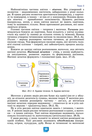 Тема 5
109
Íàéïîìіòíіøà ÷àñòèíà êâіòêè – âіíî÷îê. Âіí óòâîðåíèé ç
ïåëþñòîê – âèäîçìіíåíèõ ëèñòî÷êіâ, çàáàðâëåíèõ ó ðіçíі êîëüî-
ðè. Â îäíèõ ðîñëèí ïåëþñòêè çðîñòàþòüñÿ (íàïðèêëàä, ó êàðòîï-
ëі òà ïîìіäîðіâ), â іíøèõ – íі (ÿê-îò ó øèïøèíè). Îñíîâíà ôóíê-
öіÿ âіíî÷êà – ïðèâàáëåííÿ çàïèëþâà÷іâ. Áóâàþòü ðîñëèíè
(íàïðèêëàä, ÿñåí), ó ÿêèõ êâіòêè âçàãàëі íå ìàþòü îöâіòèíè,
òîìó їõ íàçèâàþòü ãîëèìè. Âîíè ïðèòàìàííі ðîñëèíàì, ÿêі çàïè-
ëþþòüñÿ âіòðîì.
Ãîëîâíі ÷àñòèíè êâіòêè – òè÷èíêè і ìàòî÷êè. Òè÷èíêè ðîç-
ìіùóþòüñÿ áëèæ÷å äî îöâіòèíè. Їõíÿ êіëüêіñòü ó êâіòöі êîëèâà-
єòüñÿ âіä îäíієї (ó êàííè) äî êіëüêîõ ñîòåíü (ó ìіìîçè). Êîæíà
òè÷èíêà óòâîðåíà òè÷èíêîâîþ íèòêîþ òà ïèëÿêîì (ìàë. 28.2, À).
Ïèëÿê – âåðõíÿ ðîçøèðåíà ÷àñòèíà òè÷èíêè, äå ðîçòàøîâàíі
ïèëêîâі ãíіçäà. Òàì ôîðìóþòüñÿ ïèëêîâі çåðíà, ÿêі ìіñòÿòü ÷îëî-
âі÷і ñòàòåâі êëіòèíè – ñïåðìії, ÿêі çàáåçïå÷óþòü ïðîöåñè çàïëіä-
íåííÿ.
Áëèæ÷å äî öåíòðó êâіòêè ðîçòàøîâàíà ìàòî÷êà, ÿêà ìіñòèòü
íàñіííі çà÷àòêè. Íàñіííèé çà÷àòîê – óòâіð, ó ÿêîìó âіäáóâàєòü-
ñÿ çàïëіäíåííÿ, ðîçâèòîê çàðîäêà òà ôîðìóâàííÿ íàñіíèíè.
Íàñіííі çà÷àòêè ôîðìóþòü і ãîëîíàñіííі (äèâ. ìàë. 27.2).
Стовпчик
Пиляк
Тичинкова
нитка
Зав’язь
Приймочка
Порожнина
маточки з
насінними
зачатками
А Б
Мал. 28.2. А. Будова тичинки. Б. Будова маточки
Ìàòî÷îê ó ðіçíèõ âèäіâ ðîñëèí áóâàє âіä îäíієї (ÿê-îò ó ÿáëó-
íі), äî êіëüêîõ äåñÿòêіâ (ó ñóíèöü, ìàëèíè òîùî). Ó ìàòî÷êè ðîç-
ðіçíÿþòü íèæíþ ðîçøèðåíó ÷àñòèíó – çàâ’ÿçü, äå ìіñòÿòüñÿ
íàñіííі çà÷àòêè; ñåðåäíþ âèäîâæåíó – ñòîâï÷èê (є íå â óñіõ êâі-
òîê) òà âåðõíþ – ïðèéìî÷êó (ìàë. 28.2, Á).
Íå â óñіõ ðîñëèí êâіòêè îäíî÷àñíî ìàþòü і òè÷èíêè, і ìàòî÷-
êè. Ó äåÿêèõ âèäіâ ðîñëèí òè÷èíêè ðîçòàøîâàíі â îäíèõ, à ìàòî÷-
êè – â іíøèõ êâіòêàõ. Òàêі êâіòêè âіäïîâіäíî íàçèâàþòü òè÷èí-
êîâèìè (÷îëîâі÷èìè) òà ìàòî÷êîâèìè (æіíî÷èìè) (ìàë. 28.3).
Є âèäè ðîñëèí, ó ÿêèõ ÷îëîâі÷і òà æіíî÷і êâіòêè ðîçìіùåíі íà
îäíіé îñîáèíі. Òàêі ðîñëèíè íàçèâàþòü îäíîäîìíèìè (íàïðè-
êëàä, îãіðêè, êóêóðóäçà, äóá). ßêùî æ òè÷èíêîâі òà ìàòî÷êîâі
 