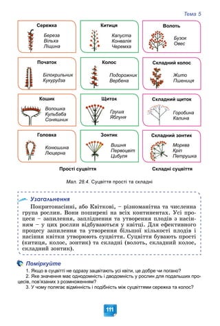 Тема 5
111
Волоть
Китиця
Сережка
Береза
Вільха
Ліщина
Капуста
Конвалія
Черемха
Бузок
Овес
Складний колос
Колос
Початок
Білокрильник
Кукурудза
Подорожник
Вербена
Складний щиток
Щиток
Кошик
Волошка
Кульбаба
Соняшник
Груша
Яблуня
Складний зонтик
Зонтик
Головка
Конюшина
Люцерна
Вишня
Первоцвіт
Цибуля
Жито
Пшениця
Горобина
Калина
Морква
Кріп
Петрушка
Прості суцвіття Складні суцвіття
Мал. 28.4. Суцвіття прості та складні
Узагальнення
Ïîêðèòîíàñіííі, àáî Êâіòêîâі, – ðіçíîìàíіòíà òà ÷èñëåííà
ãðóïà ðîñëèí. Âîíè ïîøèðåíі íà âñіõ êîíòèíåíòàõ. Óñі ïðî-
öåñè – çàïèëåííÿ, çàïëіäíåííÿ òà óòâîðåííÿ ïëîäіâ ç íàñіí-
íÿì – ó öèõ ðîñëèí âіäáóâàþòüñÿ ó êâіòöі. Äëÿ åôåêòèâíîãî
ïðîöåñó çàïèëåííÿ òà óòâîðåííÿ áіëüøîї êіëüêîñòі ïëîäіâ і
íàñіííÿ êâіòêè óòâîðþþòü ñóöâіòòÿ. Ñóöâіòòÿ áóâàþòü ïðîñòі
(êèòèöÿ, êîëîñ, çîíòèê) òà ñêëàäíі (âîëîòü, ñêëàäíèé êîëîñ,
ñêëàäíèé çîíòèê).
Поміркуйте
1. Якщо в суцвітті не одразу зацвітають усі квіти, це добре чи погано?
2. Яке значення має однодомність і дводомність у рослин для подальших про-
цесів, пов’язаних з розмноженням?
3. У чому полягає відмінність і подібність між суцвіттями сережка та колос?
 