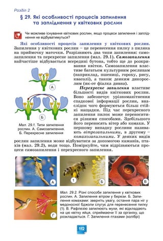 Розділ 2
112
§ 29. Які особливості процесів запилення
та запліднення у квіткових рослин
Чи можливе існування квіткових рослин, якщо процеси запилення і заплід-
нення не відбуватимуться?
ßêі îñîáëèâîñòі ïðîöåñіâ çàïèëåííÿ ó êâіòêîâèõ ðîñëèí.
Çàïèëåííÿ ó êâіòêîâèõ ðîñëèí – öå ïåðåíåñåííÿ ïèëêó ç ïèëÿêà
íà ïðèéìî÷êó ìàòî÷êè. Ðîçðіçíÿþòü äâà òèïè çàïèëåííÿ: ñàìî-
çàïèëåííÿ òà ïåðåõðåñíå çàïèëåííÿ (ìàë. 29.1). Ñàìîçàïèëåííÿ
íàé÷àñòіøå âіäáóâàєòüñÿ âñåðåäèíі áóòîíà, òîáòî ùå äî ðîçêðè-
âàííÿ êâіòêè. Ñàìîçàïèëåííÿ âëàñ-
òèâå áàãàòüîì êóëüòóðíèì ðîñëèíàì
(íàïðèêëàä, ïøåíèöі, ãîðîõó, ðèñó,
êâàñîëі), à òàêîæ äåÿêèì äèêîðîñ-
ëèì (ÿê-îò ôіàëêà äèâíà).
Ïåðåõðåñíå çàïèëåííÿ âëàñòèâå
áіëüøîñòі âèäіâ êâіòêîâèõ ðîñëèí.
Âîíî çàáåçïå÷óє óðіçíîìàíіòíåííÿ
ñïàäêîâîї іíôîðìàöії ðîñëèí, âíà-
ñëіäîê ÷îãî ôîðìóþòüñÿ áіëüø ñòіé-
êі íàùàäêè. Ïіä ÷àñ ïåðåõðåñíîãî
çàïèëåííÿ ïèëîê ìîæå ïåðåíîñèòè-
ñÿ ðіçíèìè ñïîñîáàìè. Çäåáіëüøîãî
éîãî ïåðåíîñÿòü âіòåð àáî êîìàõè. Ó
ïåðøîìó âèïàäêó ðîñëèíè íàçèâà-
þòü âіòðîçàïèëüíèìè, â äðóãîìó –
êîìàõîçàïèëüíèìè. Ó äåÿêèõ âèäіâ
ðîñëèí çàïèëåííÿ ìîæå âіäáóâàòèñÿ çà äîïîìîãîþ êàæàíіâ, ïòà-
õіâ (ìàë. 29.2), âîäè òîùî. Ïîìіðêóéòå, ÷èì âіäðіçíÿþòüñÿ ïðî-
öåñè ñàìîçàïèëåííÿ і ïåðåõðåñíîãî çàïèëåííÿ.
Мал. 29.2. Різні способи запилення у квіткових
рослин. А. Запилення вітром у берези. Б. Запи-
лення комахами: зверніть увагу, остання пара ніг у
медоносної бджоли слугує для перенесення пилку
(1). В. Рафлезію запилюють мухи, які відкладають
на цю квітку яйця, сприймаючи її за органіку, що
розкладається. Г. Запилення птахами (колібрі)
Мал. 29.1. Типи запилення
рослин. А. Самозапилення.
Б. Перехресне запилення
А
Б
А Б В
Г
1
 