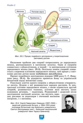 Розділ 2
114
Маточка
Насінина
Пилкова трубка
Ендосперм
Приймочка
Пилкове зерно
Яйцеклітина
Зародок
Спермії
Насінний зачаток
Центральна клітина
Покриви
Мал. 29.3. Процес подвійного запліднення у покритонасінних
(квіткових) рослин
Ïèëêîâîþ òðóáêîþ äâà ñïåðìії ïîòðàïëÿþòü äî çàðîäêîâîãî
ìіøêà, ðîçòàøîâàíîãî â íàñіííîìó çà÷àòêó. Îäèí çі ñïåðìіїâ
çëèâàєòüñÿ ç ÿéöåêëіòèíîþ, à іíøèé – іç öåíòðàëüíîþ êëіòèíîþ
çàðîäêîâîãî ìіøêà (ìàë. 29.3). Îñêіëüêè êîæåí ñïåðìіé çëèâà-
єòüñÿ ç îêðåìîþ êëіòèíîþ çàðîäêîâîãî ìіøêà, öåé ïðîöåñ ó êâіò-
êîâèõ ðîñëèí äіñòàâ íàçâó ïîäâіéíîãî çàïëіäíåííÿ.
Ïðîöåñ ïîäâіéíîãî çàïëіäíåííÿ âіäêðèâ 1898 ðîêó Ñ. Ã. Íàâà-
øèí (ìàë. 29.4). Öå âіäêðèòòÿ ïðèíåñëî éîìó òà óêðàїíñüêіé
áîòàíі÷íіé íàóöі âñåñâіòíþ ñëàâó.
Óíàñëіäîê çëèòòÿ îäíîãî ñïåðìіþ ç ÿéöåêëіòèíîþ óòâîðþєòü-
ñÿ çèãîòà. Çãîäîì ç íåї ðîçâèâàєòüñÿ çàðîäîê ðîñëèíè. Іç öåí-
òðàëüíîї êëіòèíè çàðîäêîâîãî ìіøêà, ç ÿêîþ çëèâàєòüñÿ äðóãèé
ñïåðìіé, ðîçâèâàєòüñÿ òêàíèíà, êëіòèíè ÿêîї ìіñòÿòü çàïàñ
ïîæèâíèõ ðå÷îâèí, – åíäîñïåðì. Ðîçâèíåíèé і äîçðіëèé ïіñëÿ
çàïëіäíåííÿ íàñіííèé çà÷àòîê, ùî ìіñòèòü çàðî-
äîê ðîñëèíè òà åíäîñïåðì і îòî÷åíèé íàñіííîþ
øêіðêîþ, і є íàñіíèíà.
Мал. 29.4. Сергій Гаврилович Навашин (1857–1930) –
видатний український ботанік, у 1894–1914 роках
очолював ботанічний сад Київського університету
Святого Володимира (нині – Київський національний
університет імені Тараса Шевченка)
 