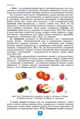 Розділ 2
116
 Ïëіä – öå ðåïðîäóêòèâíèé îðãàí êâіòêîâèõ ðîñëèí, ùî ñêëà-
äàєòüñÿ ç îïëîäíÿ òà íàñіíèíè. Îïëîäåíü çàáåçïå÷óє çàõèñò íàñі-
íèíè âіä íåñïðèÿòëèâèõ âïëèâіâ äîâêіëëÿ òà ïîøèðåííÿ íàñіííÿ.
ßêі іñíóþòü òèïè ïëîäіâ. Ðîçðіçíÿþòü ïëîäè çàëåæíî âіä ÷èñ-
ëà íàñіíèí (îäíî- і áàãàòîíàñіííі), çà âìіñòîì âîäè â îïëîäíі (ñóõі
é ñîêîâèòі), îñîáëèâіñòþ ðîçêðèòòÿ (ðîçêðèâíі é íåðîçêðèâíі).
ßêùî êâіòêà ìàє ëèøå îäíó ìàòî÷êó, ç íåї óòâîðþєòüñÿ îäèí
ïðîñòèé ïëіä (íàïðèêëàä, ó âèøíі, ñëèâè; ìàë. 30.2, À). Çà
íàÿâíîñòі ó êâіòöі äåêіëüêîõ ìàòî÷îê âèíèêàє і âіäïîâіäíà êіëü-
êіñòü äðіáíèõ ïëîäèêіâ. Âîíè ðàçîì óòâîðþþòü çáіðíèé, àáî
ñêëàäíèé, ïëіä, ÿê-îò ó ìàëèíè ÷è îæèíè (ìàë. 30.2, Â). Іíêîëè
â äóæå ùіëüíèõ ñóöâіòòÿõ ïëîäè, êîæåí ç ÿêèõ âèíèêàє ç îêðå-
ìîї êâіòêè, çðîñòàþòüñÿ ìіæ ñîáîþ. Âîíè óòâîðþþòü ñóïëіääÿ,
íàïðèêëàä ó øîâêîâèöі (ìàë. 30.2, Ã), àíàíàñà.
Äî ñîêîâèòèõ íàëåæàòü ÿê áàãàòîíàñіííі, òàê і îäíîíàñіííі
ïëîäè. ßãîäà – áàãàòîíàñіííèé ïëіä іç ñîêîâèòèìè ñåðåäíіì і
âíóòðіøíіì øàðàìè îïëîäíÿ, à éîãî çîâíіøíіé øàð óòâîðþє
çàõèñíó øêіðêó (íàïðèêëàä, ó ñìîðîäèíè, âèíîãðàäó, êàðòîïëі,
÷îðíèöі, ïîìіäîðà) (ìàë. 30.2, Á). Äî áàãàòîíàñіííèõ ñîêîâèòèõ
ïëîäіâ íàëåæèòü і ÿáëóêî. Ó íüîãî ñîêîâèòèé ëèøå ñåðåäíіé øàð
îïëîäíÿ, à âíóòðіøíіé – óùіëüíþєòüñÿ (â ÿáëóíі, ãðóøі, àéâè;
ìàë. 30.2, Ä).
Ïðèêëàäîì îäíîíàñіííèõ ñîêîâèòèõ ïëîäіâ є êіñòÿíêà (ìàë.
30.2, À). Óñåðåäèíі êіñòÿíêè ðîçòàøîâàíà òâåðäà çäåðåâ’ÿíіëà
êіñòî÷êà – âíóòðіøíіé øàð îïëîäíÿ. Ñåðåäíіé øàð êіñòÿíêè ÷àñ-
òî ñîêîâèòèé, à çîâíіøíіé – öå òîíåíüêà øêіðêà (ó âèøíі, ñëèâè,
àáðèêîñà). Ó äåÿêèõ ðîñëèí ñîêîâèòèé ñåðåäíіé øàð âòðà÷àє
âîëîãó і ñòàє øêіðÿñòèì (ÿê ó ìèãäàëþ).
Мал. 30.2. Різноманітність соковитих плодів. А. Кістянка. Б. Ягода.
В. Збірна кістянка. Г. Супліддя. Д. Яблуко. Е. Суничина
Ó ñóõèõ ïëîäіâ îïëîäåíü ïіä ÷àñ äîçðіâàííÿ âèñèõàє і âìіñò
âîäè â íüîìó çíà÷íî çìåíøóєòüñÿ, íàïðèêëàä ó ïëîäіâ ïøåíèöі
(çåðíіâêà), ãîðîõó (áіá), ëіùèíè (ãîðіõ). Ñóõі ïëîäè ïîäіëÿþòü íà
ðîçêðèâíі òà íåðîçêðèâíі (ìàë. 30.3). Ðîçêðèâíі ïëîäè ïåðåâàæ-
А Б В
Г Д Е
 