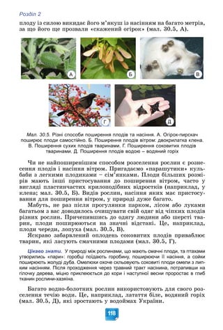 Розділ 2
118
ïëîäó іç ñèëîþ âèêèäàє éîãî ì’ÿêóø іç íàñіííÿì íà áàãàòî ìåòðіâ,
çà ùî éîãî ùå ïðîçâàëè «ñêàæåíèé îãіðîê» (ìàë. 30.5, À).
Мал. 30.5. Різні способи поширення плодів та насіння. А. Огірок-пирскач
поширює плоди самостійно. Б. Поширення плодів вітром: двокрилатка клена.
В. Поширення сухих плодів тваринами. Г. Поширення соковитих плодів
тваринами. Д. Поширення плодів водою – водяний горіх
×è íå íàéïîøèðåíіøèì ñïîñîáîì ðîçñåëåííÿ ðîñëèí є ðîçíå-
ñåííÿ ïëîäіâ і íàñіííÿ âіòðîì. Ïðèãàäàєìî «ïàðàøóòèêè» êóëü-
áàáè ç ëåãêèìè ïëîäèêàìè – ñіì’ÿíêàìè. Ïëîäè áіëüøèõ ðîçìі-
ðіâ ìàþòü іíøі ïðèñòîñóâàííÿ äî ïîøèðåííÿ âіòðîì, ÷àñòî ó
âèãëÿäі ïëàñòèí÷àñòèõ êðèëîïîäіáíèõ âіäðîñòêіâ (íàïðèêëàä, ó
êëåíà; ìàë. 30.5, Á). Âèäіâ ðîñëèí, íàñіííÿ ÿêèõ ìàє ïðèñòîñó-
âàííÿ äëÿ ïîøèðåííÿ âіòðîì, ó ïðèðîäі äóæå áàãàòî.
Ìàáóòü, íå ðàç ïіñëÿ ïðîãóëÿíêè ïàðêîì, ëіñîì àáî ëóêàìè
áàãàòüîì ç âàñ äîâîäèëîñü î÷èùóâàòè ñâіé îäÿã âіä ÷іïêèõ ïëîäіâ
ðіçíèõ ðîñëèí. Ïðè÷åïèâøèñü äî îäÿãó ëþäèíè àáî øåðñòі òâà-
ðèí, ïëîäè ïîøèðþþòüñÿ íà çíà÷íі âіäñòàíі. Öå, íàïðèêëàä,
ïëîäè ÷åðåäè, ëîïóõà (ìàë. 30.5, Â).
ßñêðàâî çàáàðâëåíèé îïëîäåíü ñîêîâèòèõ ïëîäіâ ïðèâàáëþє
òâàðèí, ÿêі ëàñóþòü ñìà÷íèìè ïëîäàìè (ìàë. 30.5, Ã).
Цікаво знати. У природі між рослинами, що мають смачні плоди, та птахами
утворились «пари»: горобці поїдають горобину, поширюючи її насіння, а сойки
поширюють жолуді дуба. Омелюхи охоче скльовують соковиті плоди омели з лип-
ким насінням. Після проходження через травний тракт насінина, потрапивши на
гілочку дерева, міцно приклеюється до кори і наступної весни проростає в глиб
тканин рослини-хазяїна.
Áàãàòî âîäíî-áîëîòíèõ ðîñëèí âèêîðèñòîâóþòü äëÿ ñâîãî ðîç-
ñåëåííÿ òå÷іþ âîäè. Öå, íàïðèêëàä, ëàòàòòÿ áіëå, âîäÿíèé ãîðіõ
(ìàë. 30.5, Ä), ÿêі çðîñòàþòü ó âîäîéìàõ Óêðàїíè.
А Б В
Г Д
 