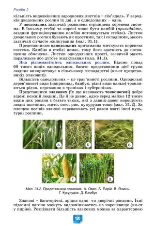 Розділ 2
120
êіëüêіñòü âèäîçìіíåíèõ çàðîäêîâèõ ëèñòêіâ – ñіì’ÿäîëü. Ó çàðîä-
êіâ äâîäîëüíèõ ðîñëèí їõ äâі, à â îäíîäîëüíèõ – îäíà.
Ó äâîäîëüíèõ çàçâè÷àé ðîçâèíåíà ñòðèæíåâà êîðåíåâà ñèñòå-
ìà. Â їõíüîìó ñòåáëі òà êîðåíі ìîæå áóòè êàìáіé (ïðèãàäàéòå,
çàâäÿêè ôóíêöіîíóâàííþ êàìáіþ ïîòîâùóєòüñÿ ñòåáëî). Ëèñòêè
äâîäîëüíèõ ðîñëèí áóâàþòü ÿê ïðîñòèìè, òàê і ñêëàäíèìè, ìàþòü
çàçâè÷àé ñіò÷àñòå æèëêóâàííÿ (ìàë. 31.1).
Ïðåäñòàâíèêàì îäíîäîëüíèõ ïðèòàìàííà ìè÷êóâàòà êîðåíåâà
ñèñòåìà. Êàìáіþ â ñòåáëі íåìàє, òîìó éîãî çäàòíіñòü äî ïîòîâ-
ùåííÿ îáìåæåíà. Ëèñòêè îäíîäîëüíèõ ïðîñòі, çàçâè÷àé ìàþòü
ïàðàëåëüíå àáî äóãîâå æèëêóâàííÿ (ìàë. 31.1).
ßêà ðіçíîìàíіòíіñòü îäíîäîëüíèõ ðîñëèí. Âіäîìî ïîíàä
60 òèñÿ÷ âèäіâ îäíîäîëüíèõ, áàãàòî ïðåäñòàâíèêіâ öієї ãðóïè
ëþäèíà âèêîðèñòîâóє â ñіëüñüêîìó ãîñïîäàðñòâі (ÿê-îò ïðåäñòàâ-
íèêіâ çëàêîâèõ).
Áіëüøіñòü îäíîäîëüíèõ – öå òðàâ’ÿíèñòі ðîñëèíè. Îäíîäîëüíі
äåðåâ’ÿíèñòі âèäè (íàïðèêëàä, áàìáóê, ðіçíі âèäè ïàëüì) òðàïëÿ-
þòüñÿ ðіäêî, ïåðåâàæíî â òðîïіêàõ і ñóáòðîïіêàõ.
Ïðåäñòàâíèêè çëàêîâèõ (їõ ùå íàçèâàþòü òîíêîíîãîâі) äîáðå
âіäîìі êîæíіé ëþäèíі. Öå é íå äèâíî, àäæå ñåðåä ìàéæå 12 òèñÿ÷
âèäіâ öèõ ðîñëèí є áàãàòî òàêèõ, ÿêі ç äàâíіõ-äàâåí âèðîùóþòü
ëþäè: ïøåíèöÿ, æèòî, îâåñ, ðèñ, êóêóðóäçà òîùî (ìàë. 31.2). Çà
ïëîùåþ ïîñіâіâ çëàêîâі ïåðåâàæàþòü óñі ðàçîì âçÿòі іíøі êóëü-
òóðíі ðîñëèíè.
Мал. 31.2. Представники злакових. А. Овес. Б. Пирій. В. Ячмінь.
Г. Кукурудза. Д. Бамбук
Çëàêîâі – áàãàòîðі÷íі, çðіäêà îäíî- ÷è äâîðі÷íі ðîñëèíè. Їõíі
ïіäçåìíі ïàãîíè ìîæóòü âèäîçìіíþâàòèñü íà êîðåíåâèùå (ÿê-îò
ó ïèðіþ). Ðîçïіçíàòè áіëüøіñòü çëàêîâèõ ìîæíà çà õàðàêòåðíîþ
А Б В
Г Д
 