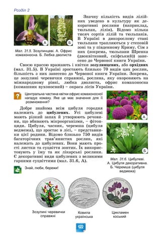 Розділ 2
122
Çíà÷íó êіëüêіñòü âèäіâ ëіëіé-
íèõ óâåäåíî â êóëüòóðó ÿê äå-
êîðàòèâíі ðîñëèíè (íàïðèêëàä,
òþëüïàí, ëіëіÿ). Âіäîìî êіëüêà
òèñÿ÷ ñîðòіâ ëіëіé òà òþëüïàíіâ.
Â Óêðàїíі â äèêîðîñëîìó ñòàíі
òþëüïàíè òðàïëÿþòüñÿ ó ñòåïîâіé
çîíі òà ó ïіâäåííîìó Êðèìó. Ñіì ç
íèõ (çîêðåìà, òþëüïàíè Øðåíêà
(äâîêâіòêîâèé, ñêіôñüêèé)) çàíå-
ñåíî äî ×åðâîíîї êíèãè Óêðàїíè.
Ñâîєþ êðàñîþ âðàæàþòü і êâіòêè çîçóëèíöåâèõ, àáî îðõіäíèõ
(ìàë. 31.5). Â Óêðàїíі çðîñòàþòü áëèçüêî 70 âèäіâ öèõ ðîñëèí,
áіëüøіñòü ç íèõ çàíåñåíî äî ×åðâîíîї êíèãè Óêðàїíè. Çîêðåìà,
öå çîçóëèíі ÷åðåâè÷êè ñïðàâæíі, ðîñëèíà, ÿêó îõîðîíÿþòü íà
ìіæíàðîäíîìó ðіâíі, ëþáêà äâîëèñòà, îôðèñ êîìàõîíîñíà
(êîìàøíèê âóõîíîñíèé) – îêðàñà ëіñіâ Óêðàїíè.
Центральна частина квітки офрис комахоносної
нагадує комаху. Яке це має значення для її
розмноження?
Äîáðå çíàéîìà âñіì öèáóëÿ ãîðîäíÿ
íàëåæèòü äî öèáóëåâèõ. Óñі öèáóëåâі
ìàþòü ðіçêèé çàïàõ é óòâîðþþòü ðå÷îâè-
íè, ùî âáèâàþòü ìіêðîîðãàíіçìè, – ôіòîí-
öèäè. Öèáóëÿ, ÷àñíèê, ÷åðåìøà (öèáóëÿ
âåäìåæà), ùî çðîñòàє â ëіñі, – ïðåäñòàâíè-
êè öієї ðîäèíè. Âіäîìî áëèçüêî 750 âèäіâ
áàãàòîðі÷íèõ òðàâ’ÿíèñòèõ ðîñëèí, ÿêі
íàëåæàòü äî öèáóëåâèõ. Âîíè ìàþòü ïðî-
ñòі ëèñòêè òà ñóöâіòòÿ çîíòèê. Їõ âèêîðèñ-
òîâóþòü ó їæó òà ÿê ëіêàðñüêі ðîñëèíè.
Є äåêîðàòèâíі âèäè öèáóëåâèõ ç âåëèêèìè
ãàðíèìè ñóöâіòòÿìè (ìàë. 31.6, À).
Знай, люби, бережи!
Зозулині черевички
справжні
Ковила
українська
Цикламен
коський
А Б
Мал. 31.5. Зозулинцеві. А. Офрис
комахоносна. Б. Любка дволиста
А
Б
Мал. 31.6. Цибулеві.
А. Цибуля декоративна.
Б. Черемша (цибуля
ведмежа)
 