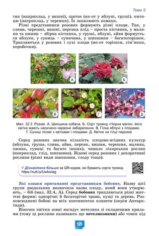 Тема 5
125
òèê (íàïðèêëàä, ó âèøíі), ùèòîê (ÿê-îò ó ÿáëóíі, ãðóøі), êèòè-
öþ (íàïðèêëàä, ó ÷åðåìõè). Їõ çàïèëþþòü êîìàõè.
( ) (
Ðіçíі ïðåäñòàâíèêè ðîçîâèõ ôîðìóþòü ðіçíі ïëîäè. Òàê, ó
ñëèâè, ÷åðåøíі, âèøíі, ïåðñèêà ïëіä – ïðîñòà êіñòÿíêà, ó ìàëè-
íè òà îæèíè – çáіðíà êіñòÿíêà, ó ãðóøі, ÿáëóíі, àéâè ôîðìóєòü-
ñÿ ÿáëóêî, ó ñóíèöü – ñóíè÷èíà, ó øèïøèíè – áàãàòîãîðіøîê.
Òðàïëÿþòüñÿ ó ðîçîâèõ і ñóõі ïëîäè (ÿê-îò ãîðіøêè, ñіì’ÿíêè,
êîðîáî÷êè).
Мал. 32.3. Розові. А. Шипшина собача. Б. Сорт троянд «Чорна магія»: його
квітки мають насичено-червоне забарвлення. В. Гілка яблуні з плодами.
Г. Суниці лісові з квітками і плодами. Д. Квітки на гілці персика
Ñåðåä ðîçîâèõ çíà÷íà êіëüêіñòü ïëîäîâî-ÿãіäíèõ êóëüòóð
(ÿáëóíÿ, ãðóøà, ñëèâà, àéâà, ïåðñèê, âèøíÿ, ÷åðåøíÿ, ìàëèíà,
îæèíà, ñóíèöі òà áàãàòî іíøèõ), ÷èìàëî ëіêàðñüêèõ ðîñëèí
(íàïðèêëàä, ãëіä, øèïøèíà). Âіäîìі ñåðåä ðîçîâèõ і äåêîðàòèâíі
ðîñëèíè (ðіçíі âèäè øèïøèíè, ãëîäó òîùî).
Дізнайтеся більше за QR-кодом, які бувають сорти троянд.
https://cutt.ly/UwIovlag
ßêі îçíàêè ïðèòàìàííі ïðåäñòàâíèêàì áîáîâèõ. Íàçâó öієї
ãðóïè äâîäîëüíèõ âèçíà÷èëà íàçâà ïëîäó, ÿêèé âîíè óòâîðþ-
þòü, – áіá (ìàë. 32.4, À). Ñåðåä áîáîâèõ òðàïëÿþòüñÿ ðіçíі æèò-
òєâі ôîðìè: îäíîðі÷íі é áàãàòîðі÷íі òðàâè, êóùі òà äåðåâà. Ðîç-
ïîâñþäæåíі áîáîâі íà âñіõ êîíòèíåíòàõ ïëàíåòè (îêðіì Àíòàðê-
òèäè).
Âіíî÷îê êâіòêè çîâíі íàãàäóє ìåòåëèêà çі ñêëàäåíèìè êðèëà-
ìè (òîìó öі ðîñëèíè íàçèâàþòü ùå ìåòåëèêîâèìè) àáî ÷îâåí ïіä
В Г Д
А Б
 