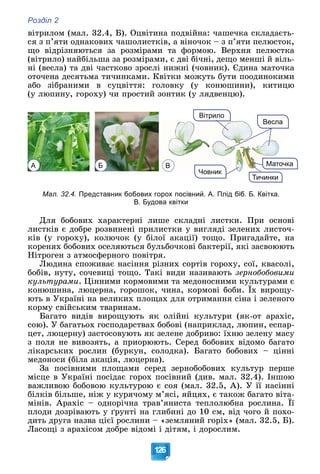 Розділ 2
126
âіòðèëîì (ìàë. 32.4, Á). Îöâіòèíà ïîäâіéíà: ÷àøå÷êà ñêëàäàєòü-
ñÿ ç ï’ÿòè îäíàêîâèõ ÷àøîëèñòêіâ, à âіíî÷îê – ç ï’ÿòè ïåëþñòîê,
ùî âіäðіçíÿþòüñÿ çà ðîçìіðàìè òà ôîðìîþ. Âåðõíÿ ïåëþñòêà
(âіòðèëî) íàéáіëüøà çà ðîçìіðàìè, є äâі áі÷íі, äåùî ìåíøі é âіëü-
íі (âåñëà) òà äâі ÷àñòêîâî çðîñëі íèæíі (÷îâíèê). Єäèíà ìàòî÷êà
îòî÷åíà äåñÿòüìà òè÷èíêàìè. Êâіòêè ìîæóòü áóòè ïîîäèíîêèìè
àáî çіáðàíèìè â ñóöâіòòÿ: ãîëîâêó (ó êîíþøèíè), êèòèöþ
(ó ëþïèíó, ãîðîõó) ÷è ïðîñòèé çîíòèê (ó ëÿäâåíöþ).
Тичинки
Маточка
Човник
В
Весла
Вітрило
А Б В
Мал. 32.4. Представник бобових горох посівний. А. Плід біб. Б. Квітка.
В. Будова квітки
Äëÿ áîáîâèõ õàðàêòåðíі ëèøå ñêëàäíі ëèñòêè. Ïðè îñíîâі
ëèñòêіâ є äîáðå ðîçâèíåíі ïðèëèñòêè ó âèãëÿäі çåëåíèõ ëèñòî÷-
êіâ (ó ãîðîõó), êîëþ÷îê (ó áіëîї àêàöії) òîùî. Ïðèãàäàéòå, íà
êîðåíÿõ áîáîâèõ îñåëÿþòüñÿ áóëüáî÷êîâі áàêòåðії, ÿêі çàñâîþþòü
Íіòðîãåí ç àòìîñôåðíîãî ïîâіòðÿ.
Ëþäèíà ñïîæèâàє íàñіííÿ ðіçíèõ ñîðòіâ ãîðîõó, ñîї, êâàñîëі,
áîáіâ, íóòó, ñî÷åâèöі òîùî. Òàêі âèäè íàçèâàþòü çåðíîáîáîâèìè
êóëüòóðàìè. Öіííèìè êîðìîâèìè òà ìåäîíîñíèìè êóëüòóðàìè є
êîíþøèíà, ëþöåðíà, ãîðîøîê, ÷èíà, êîðìîâі áîáè. Їõ âèðîùó-
ó óð Ö
þòü â Óêðàїíі íà âåëèêèõ ïëîùàõ äëÿ îòðèìàííÿ ñіíà і çåëåíîãî
êîðìó ñâіéñüêèì òâàðèíàì.
Áàãàòî âèäіâ âèðîùóþòü ÿê îëіéíі êóëüòóðè (ÿê-îò àðàõіñ,
ñîþ). Ó áàãàòüîõ ãîñïîäàðñòâàõ áîáîâі (íàïðèêëàä, ëþïèí, åñïàð-
öåò, ëþöåðíó) çàñòîñîâóþòü ÿê çåëåíå äîáðèâî: їõíþ çåëåíó ìàñó
ç ïîëÿ íå âèâîçÿòü, à ïðèîðþþòü. Ñåðåä áîáîâèõ âіäîìî áàãàòî
ëіêàðñüêèõ ðîñëèí (áóðêóí, ñîëîäêà). Áàãàòî áîáîâèõ – öіííі
ìåäîíîñè (áіëà àêàöіÿ, ëþöåðíà).
Çà ïîñіâíèìè ïëîùàìè ñåðåä çåðíîáîáîâèõ êóëüòóð ïåðøå
ìіñöå â Óêðàїíі ïîñіäàє ãîðîõ ïîñіâíèé (äèâ. ìàë. 32.4). Іíøîþ
âàæëèâîþ áîáîâîþ êóëüòóðîþ є ñîÿ (ìàë. 32.5, À). Ó її íàñіííі
áіëêіâ áіëüøå, íіæ ó êóðÿ÷îìó ì’ÿñі, ÿéöÿõ, є òàêîæ áàãàòî âіòà-
ìіíіâ. Àðàõіñ – îäíîðі÷íà òðàâ’ÿíèñòà òåïëîëþáíà ðîñëèíà. Її
ïëîäè äîçðіâàþòü ó ґðóíòі íà ãëèáèíі äî 10 ñì, âіä ÷îãî é ïîõî-
äèòü äðóãà íàçâà öієї ðîñëèíè – «çåìëÿíèé ãîðіõ» (ìàë. 32.5, Á).
Ëàñîùі ç àðàõіñîì äîáðå âіäîìі і äіòÿì, і äîðîñëèì.
 