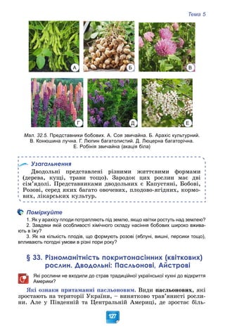 Тема 5
127
Мал. 32.5. Представники бобових. А. Соя звичайна. Б. Арахіс культурний.
В. Конюшина лучна. Г. Люпин багатолистий. Д. Люцерна багаторічна.
Е. Робінія звичайна (акація біла)
Узагальнення
Äâîäîëüíі ïðåäñòàâëåíі ðіçíèìè æèòòєâèìè ôîðìàìè
(äåðåâà, êóùі, òðàâè òîùî). Çàðîäîê öèõ ðîñëèí ìàє äâі
ñіì’ÿäîëі. Ïðåäñòàâíèêàìè äâîäîëüíèõ є Êàïóñòÿíі, Áîáîâі,
Ðîçîâі, ñåðåä ÿêèõ áàãàòî îâî÷åâèõ, ïëîäîâî-ÿãіäíèõ, êîðìî-
âèõ, ëіêàðñüêèõ êóëüòóð.
Поміркуйте
1. Як у арахісу плоди потрапляють під землю, якщо квітки ростуть над землею?
2. Завдяки якій особливості хімічного складу насіння бобових широко вжива-
ють в їжу?
3. Як на кількість плодів, що формують розові (яблуні, вишні, персики тощо),
впливають погодні умови в різні пори року?
§ 33. Різноманітність покритонасінних (квіткових)
рослин. Дводольні: Пасльонові, Айстрові
Які рослини не входили до страв традиційної української кухні до відкриття
Америки?
ßêі îçíàêè ïðèòàìàííі ïàñëüîíîâèì. Âèäè ïàñëüîíîâèõ, ÿêі
çðîñòàþòü íà òåðèòîðії Óêðàїíè, – âèíÿòêîâî òðàâ’ÿíèñòі ðîñëè-
íè. Àëå ó Ïіâäåííіé òà Öåíòðàëüíіé Àìåðèöі, äå çðîñòàє áіëü-
Г Д Е
А Б В
 